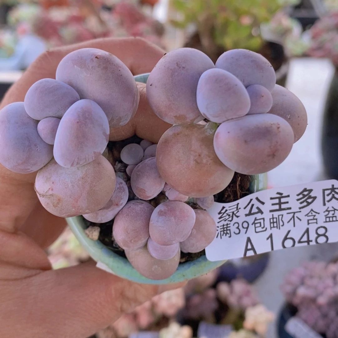 芭比奶洛6cm1648多肉植物