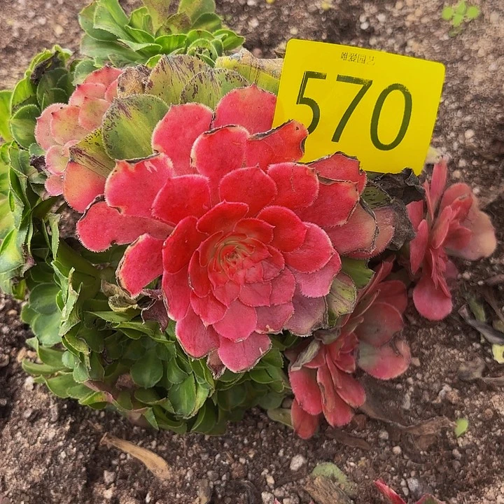 多肉植物福利570个