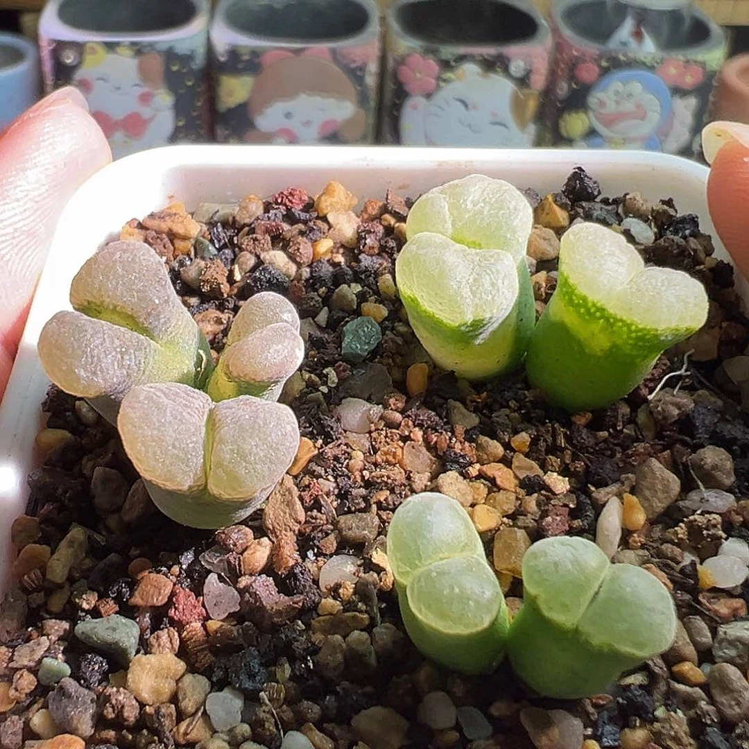 一盆3颗。有伤介意勿拍