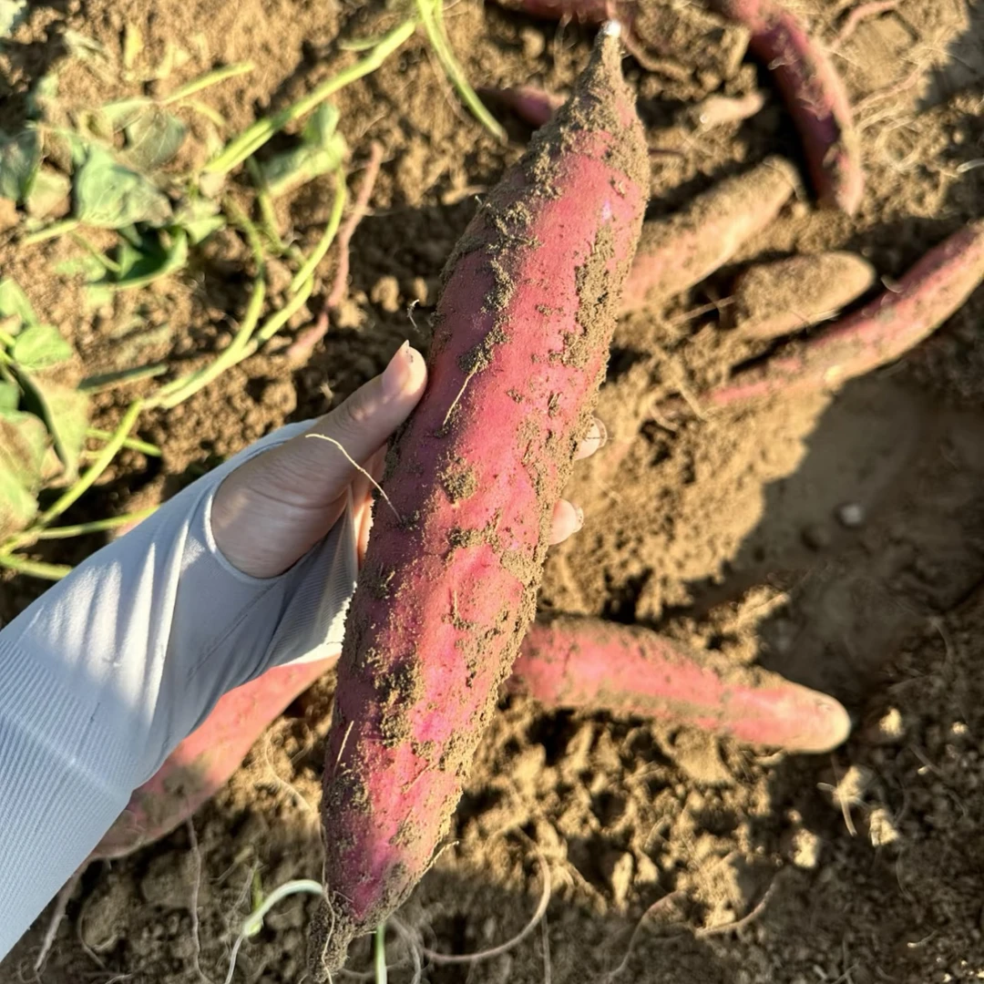 山西红皮黄心蜜心地瓜   软糯香甜红薯