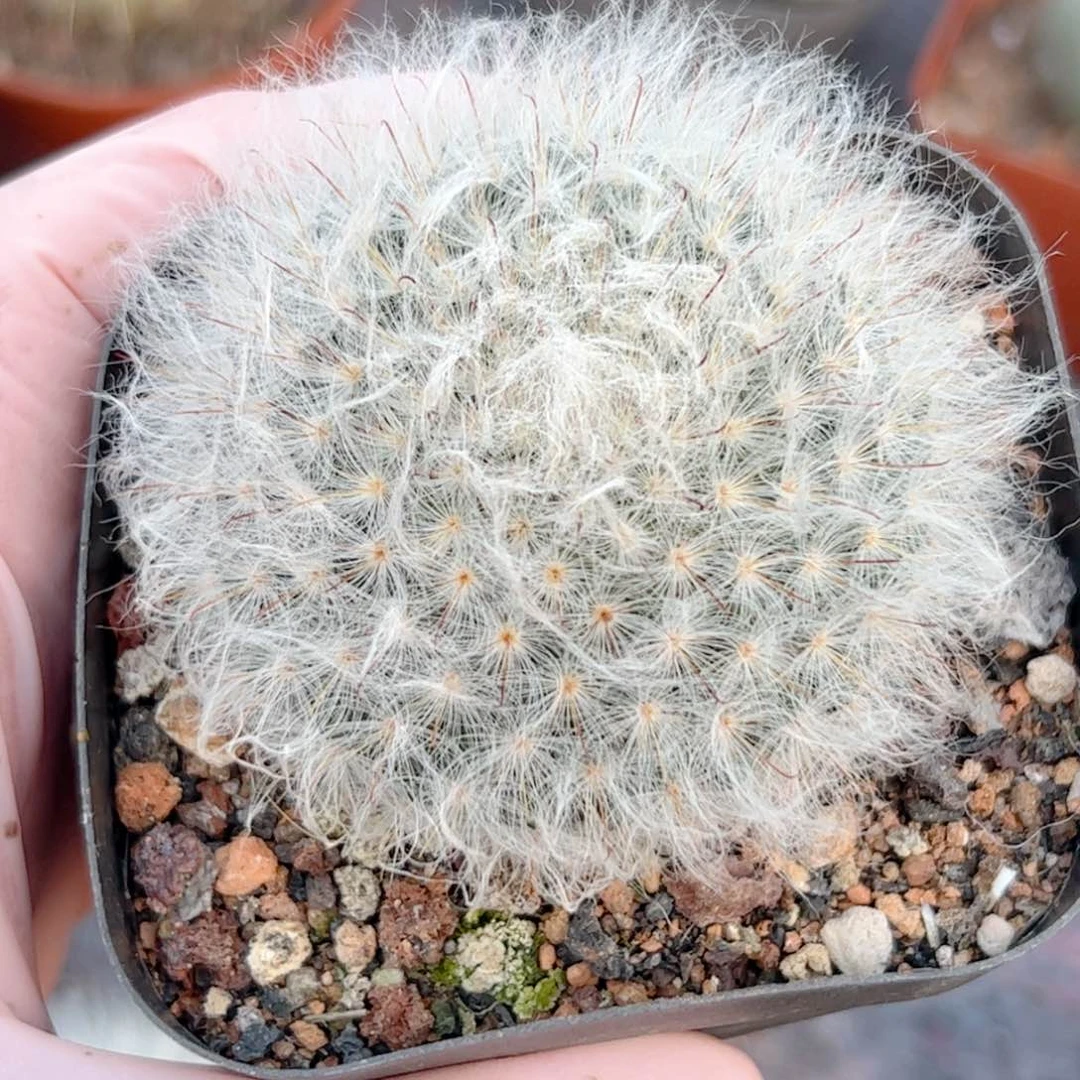 面**黄实生 白云高沙仙人球