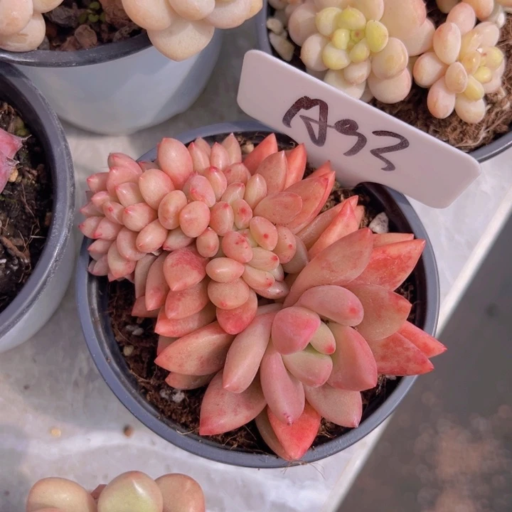 健健康康平平安安