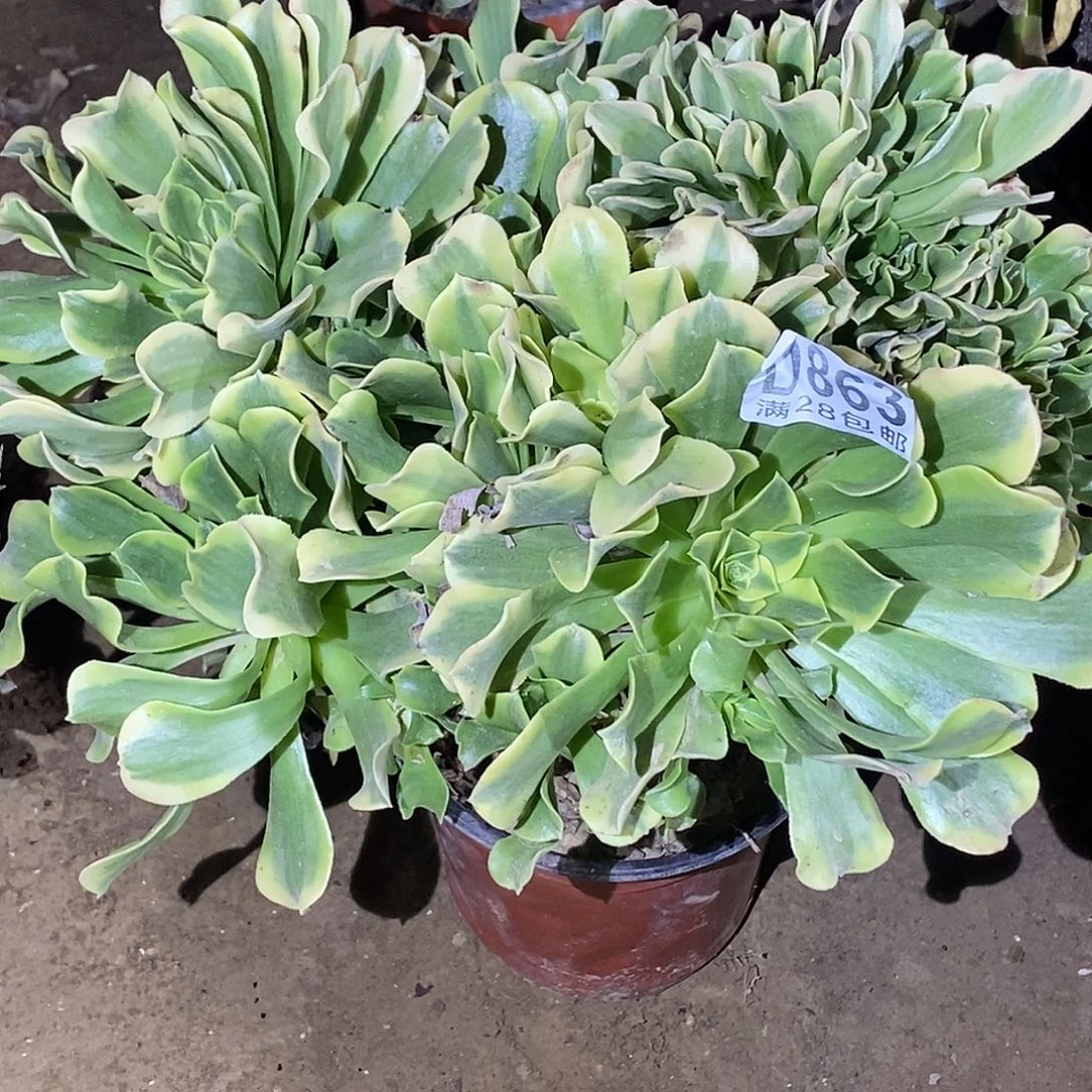 863绿豆沙缀化多肉植物无售后