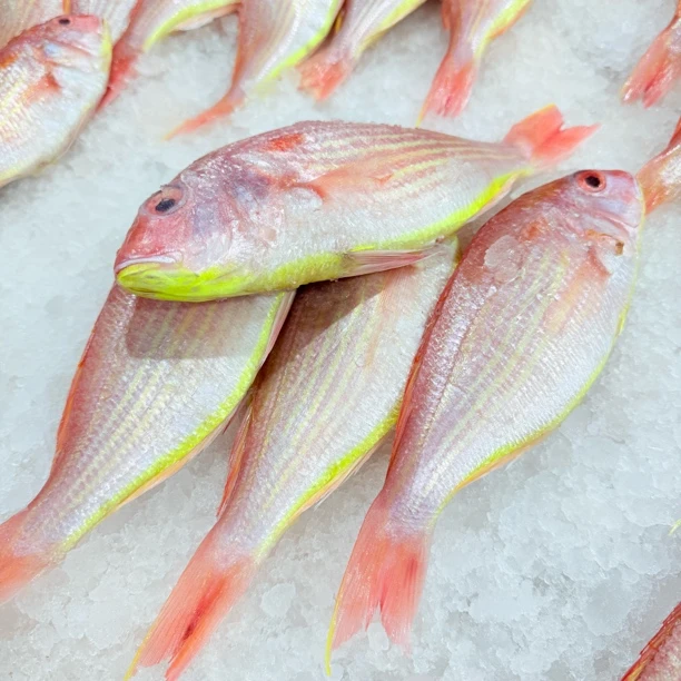 【马鲛仔海产】本港新鲜红三鱼 原条3-4条斤 5斤装 速冻发货 顺丰包邮 茂名博贺港