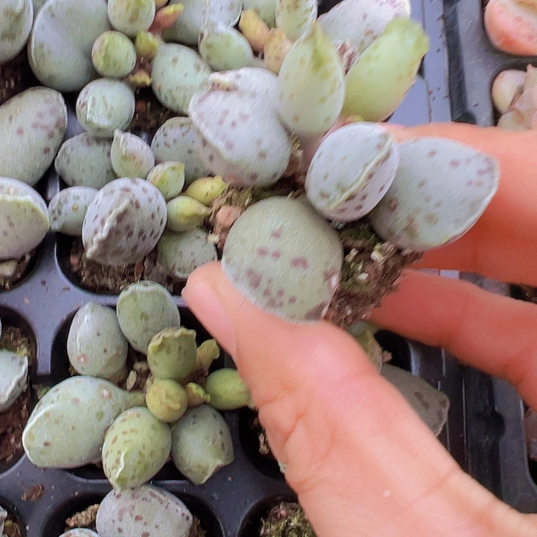 海豹苗3颗多肉植物