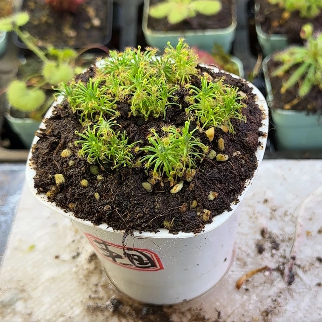 完全开放英国迷你茅