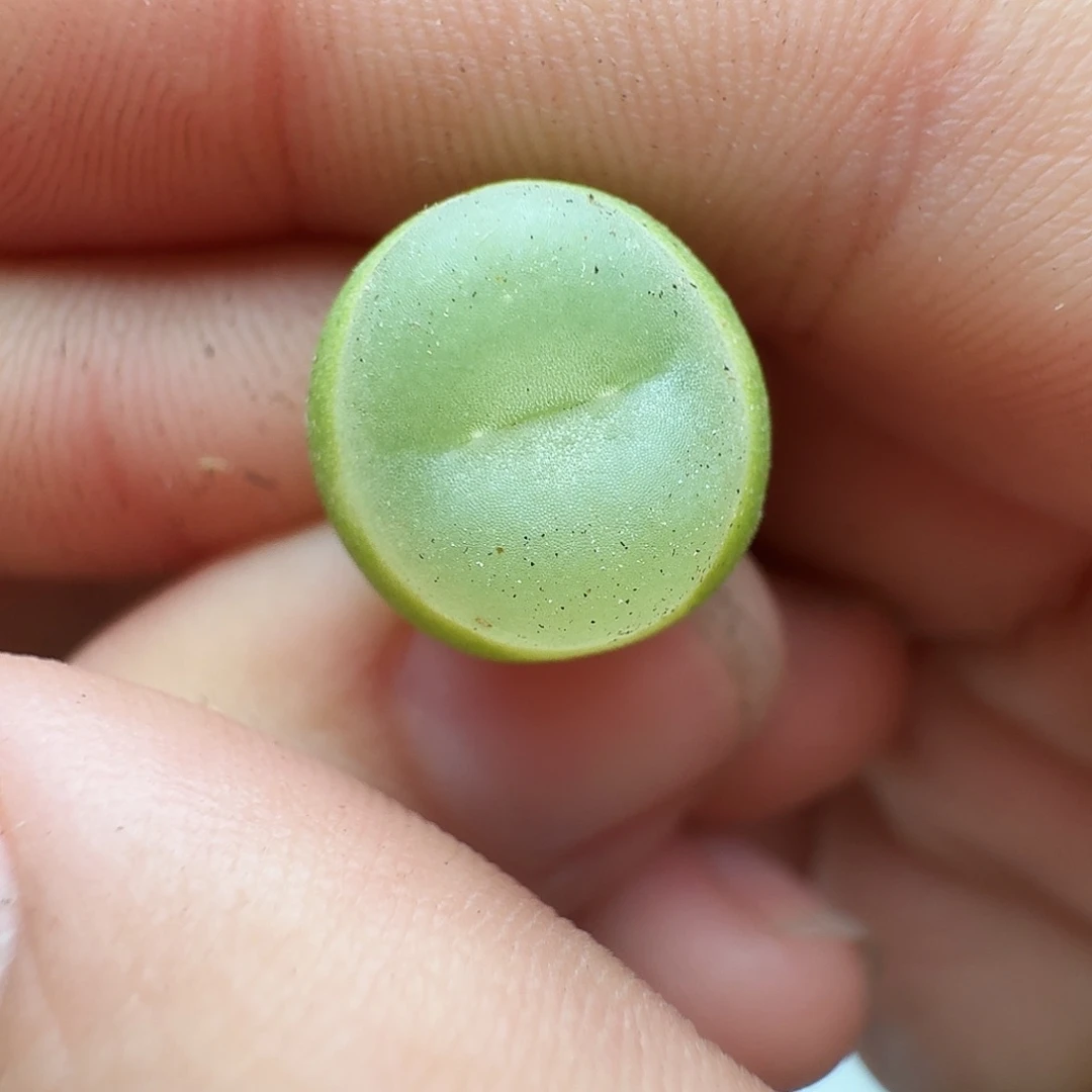 多肉植物福利风铃337