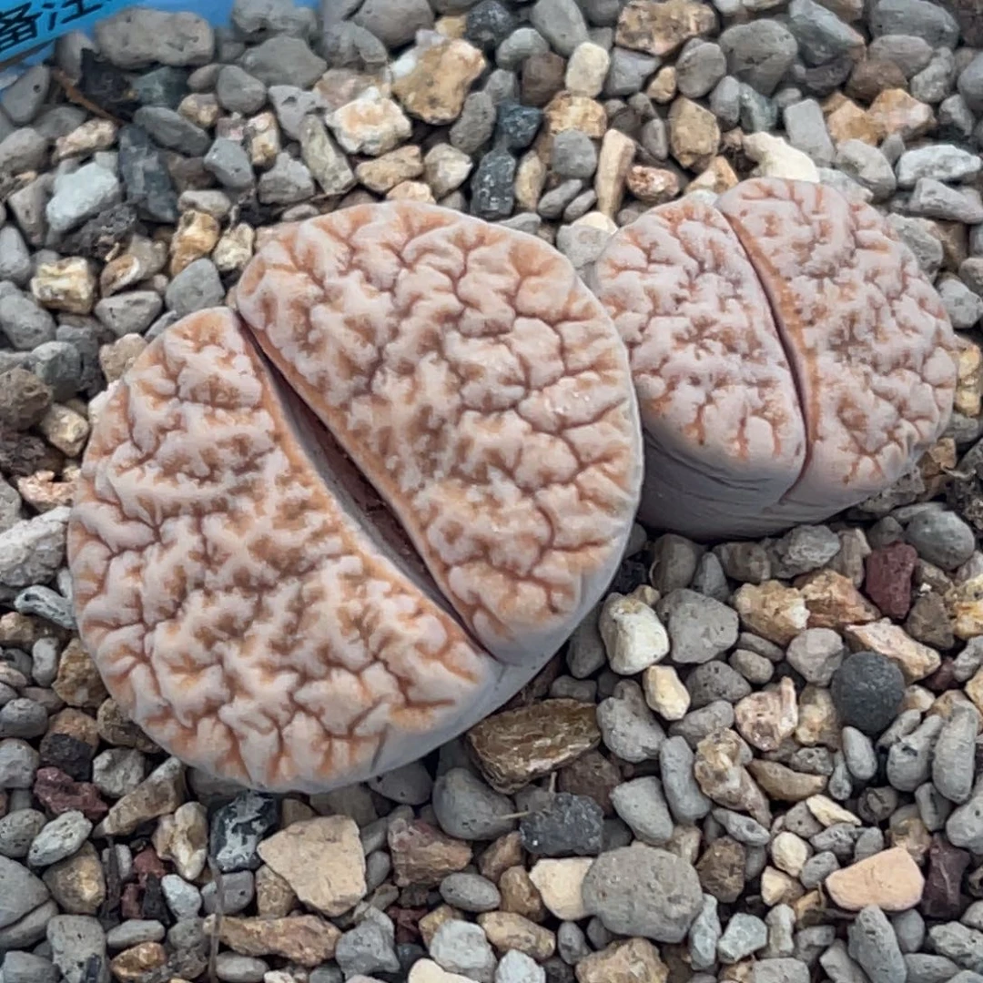 7091双头蜜纹铁189一颗