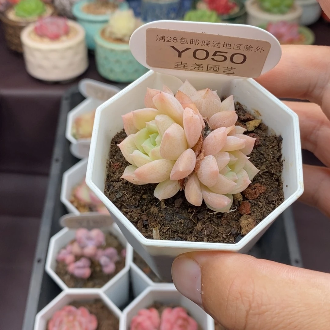 0050 4.5cm 纯爱群