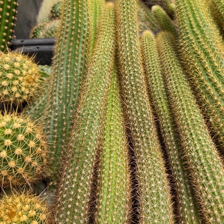 新品金妞玛丽珍黄侧芽十五公分上