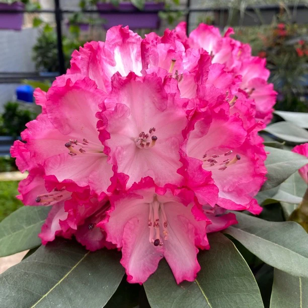 红粉佳人五年老桩五个花苞红粉色大花  原盆原土发货