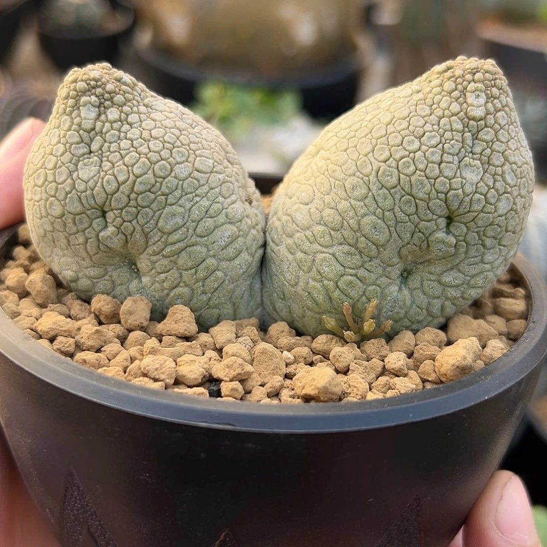 完全开放兔耳朵小凝蹄玉g