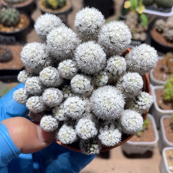 262硬叶明日香姬