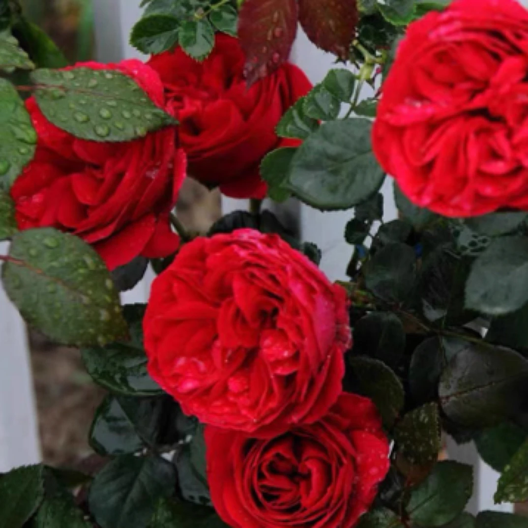 红色龙沙宝石老桩藤本月季花苗花浓香四季开庭院蔷薇爬藤植物红龙