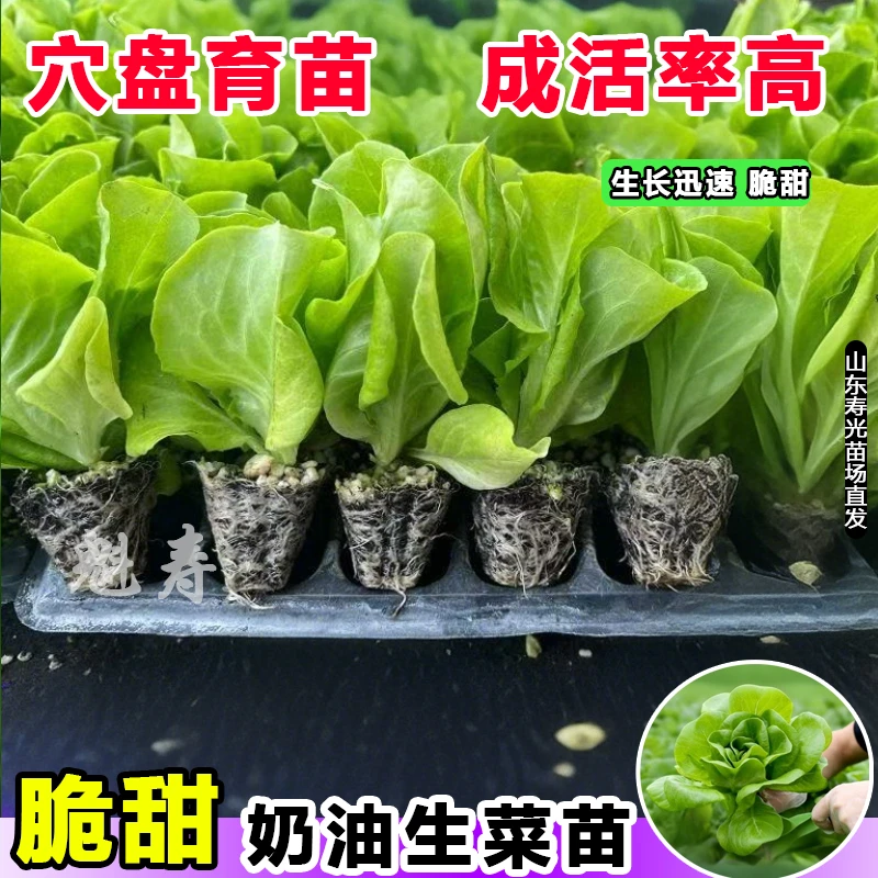 奶油生菜苗子生菜苗沙拉生菜味香甜生食味美秋冬阳台盆栽蔬菜种孑