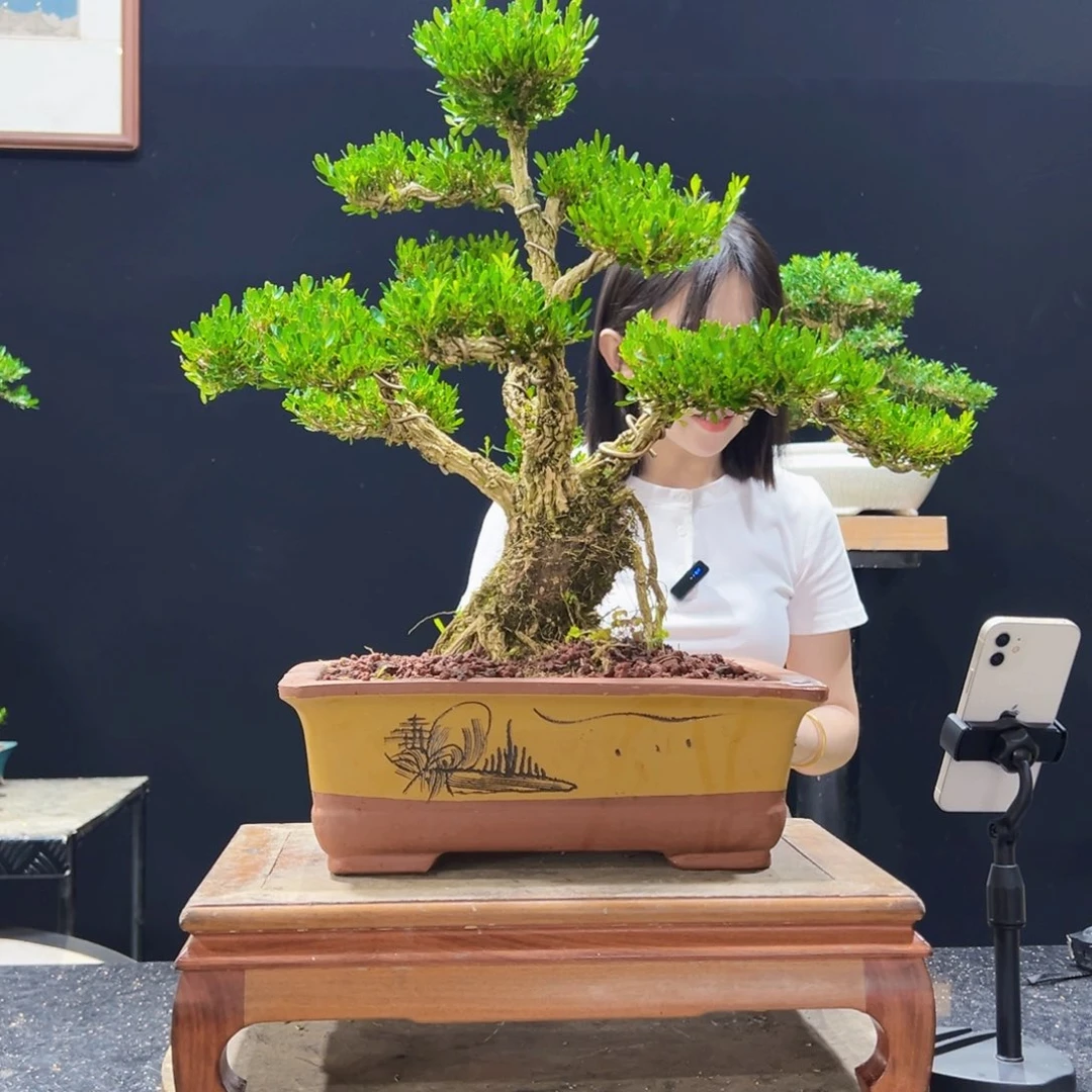 无花朵黄杨盆景四季常青