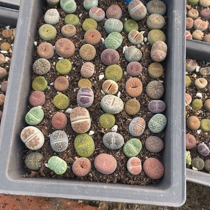 懿***生石花等植物的生长发育552