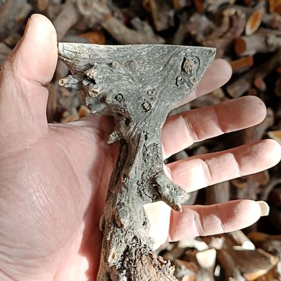 @***Y香榧木崖柏原叉崖柏原叉崖柏