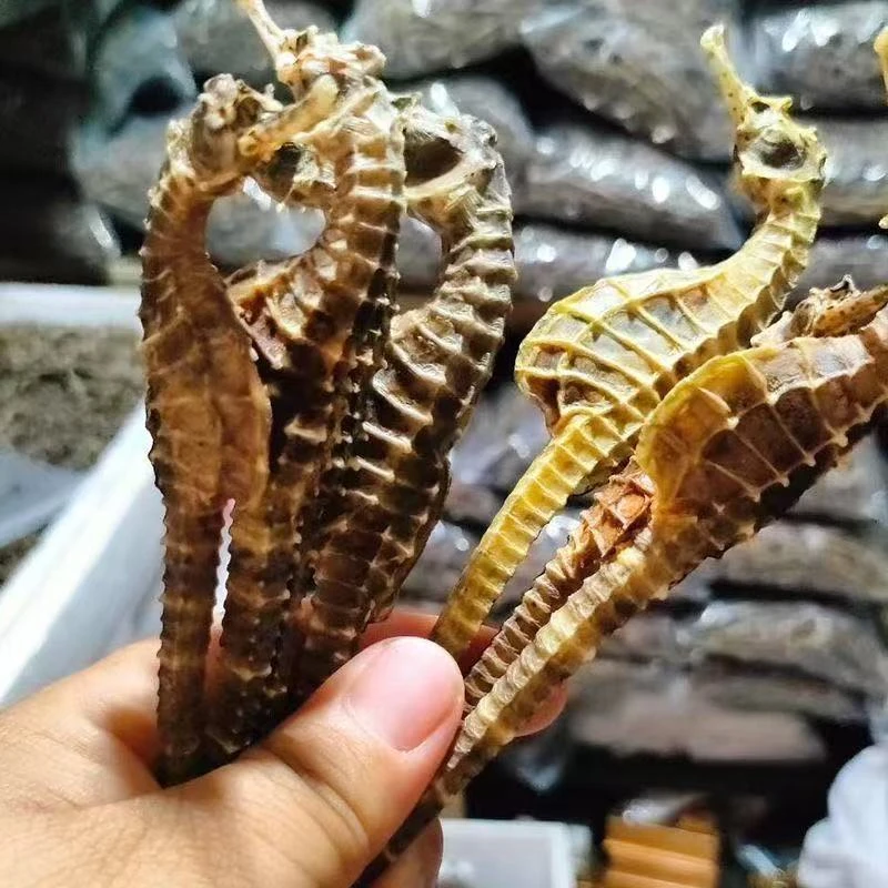 【正品保真】海马干货 公母配对 可炖汤可泡酒带溯源码