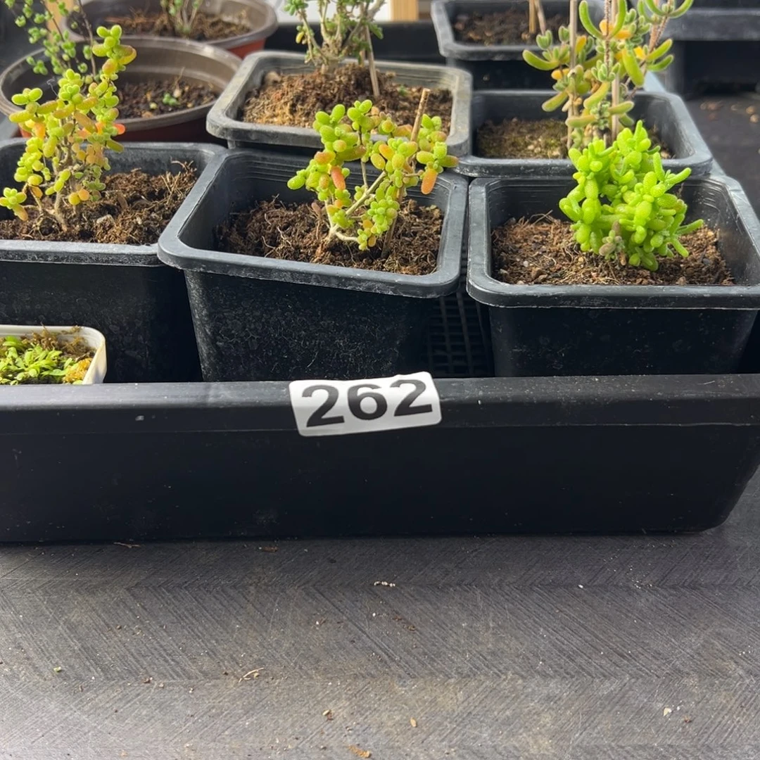 枝干番杏多肉植物262