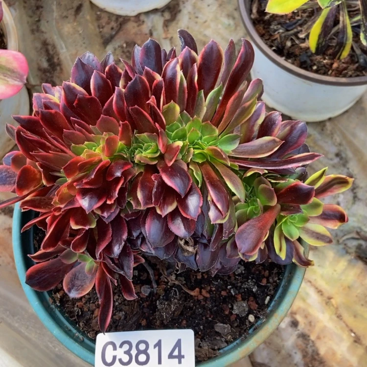 【闪购商品】3814欧嘉莉多肉