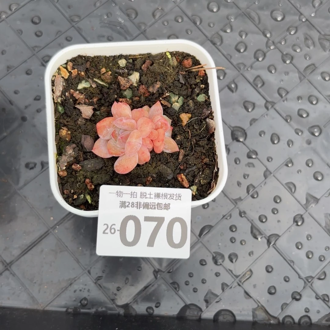 石化橙梦露多肉多肉