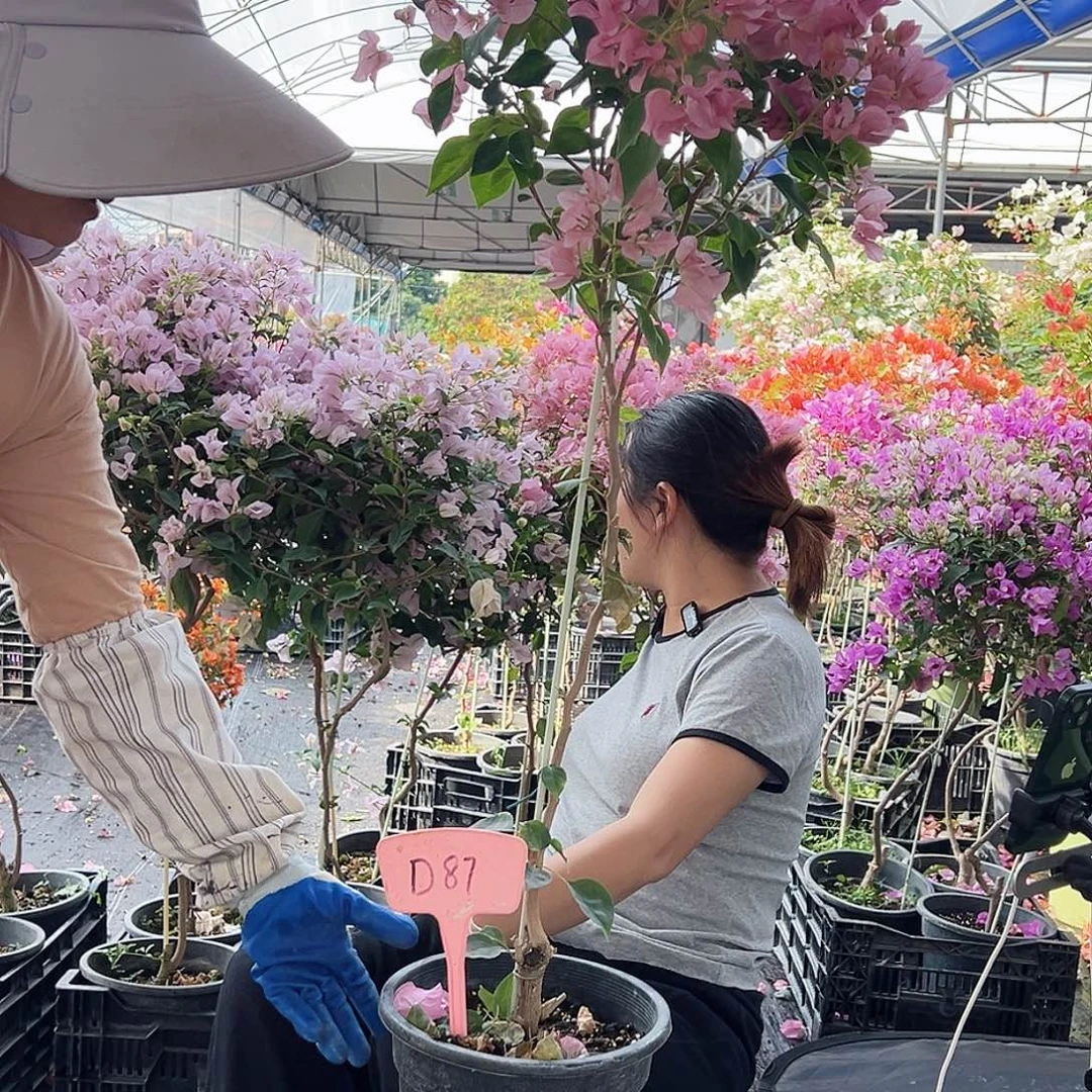 红***1大部分花苞少量开放D87暗斑丽人