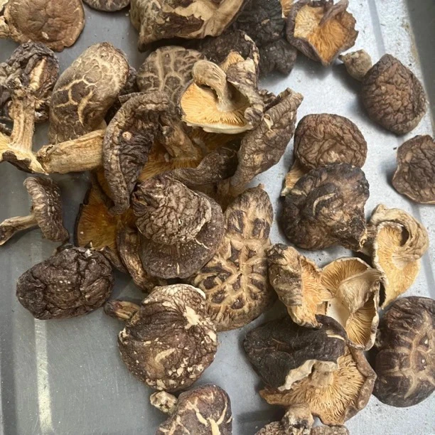 开伞香菇云南特产野开伞香菇250克起卖