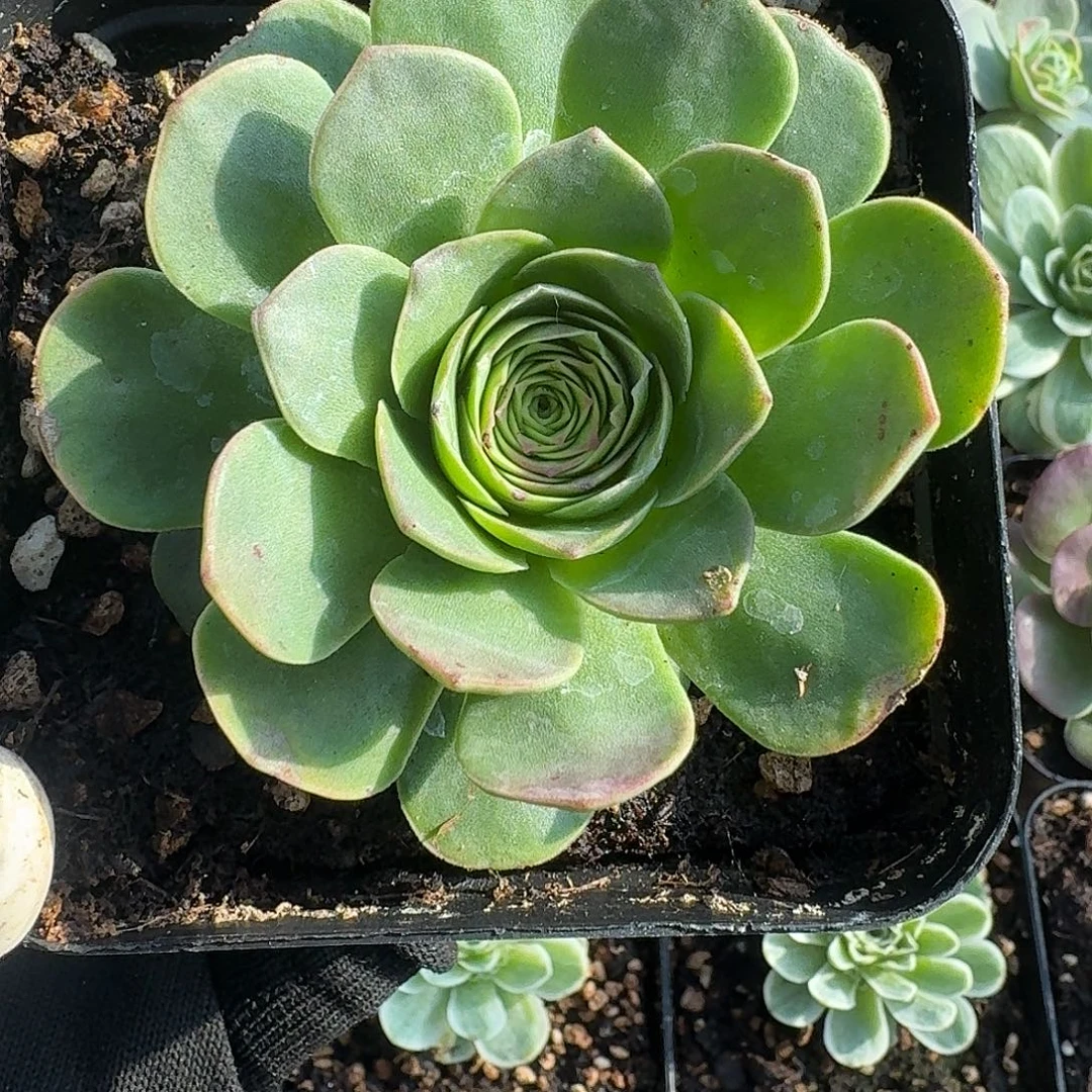 开播福利。羽毛山地玫瑰30包邮