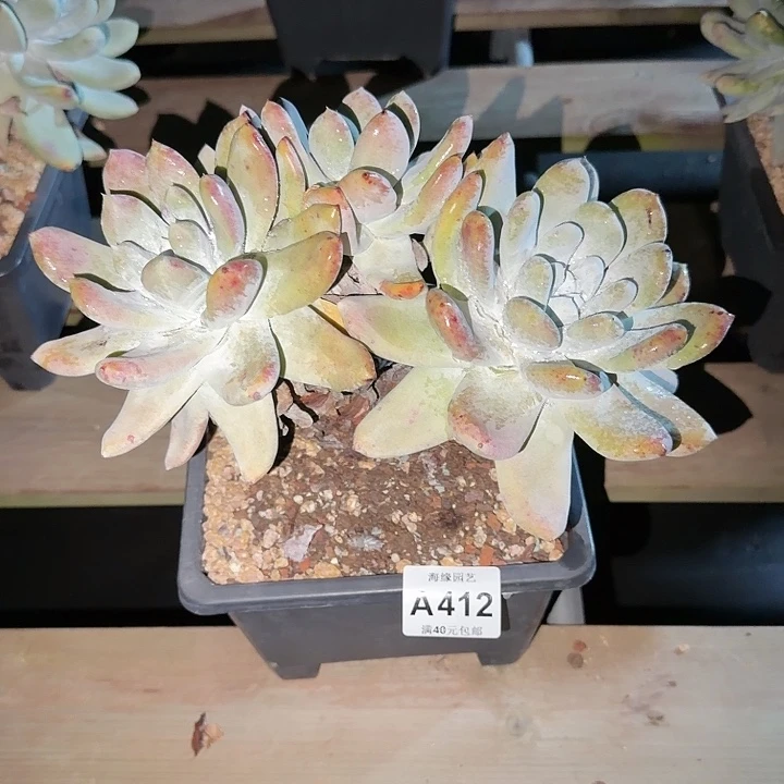 拇指仙女杯多肉植物