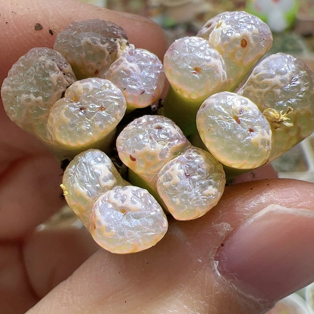 【闪购商品】23 泡泡勋章