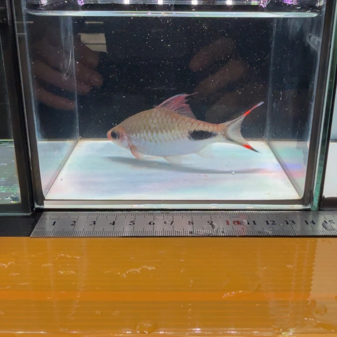 海水紫红杂000000001