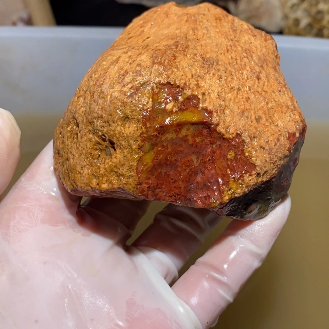 【闪购商品】硅化玉珊瑚玉未镶嵌