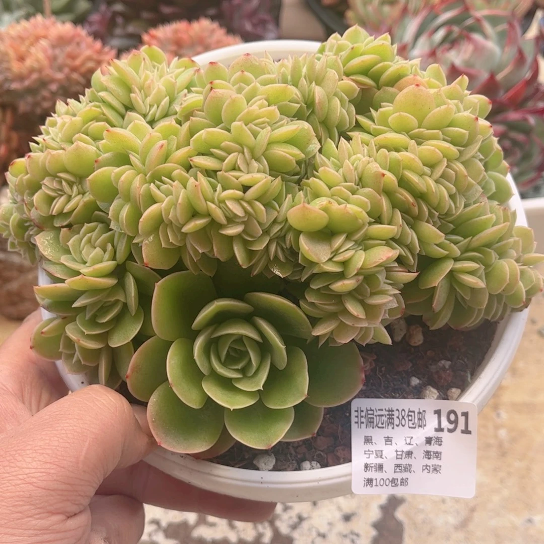 191星娜塔缀，半木桩