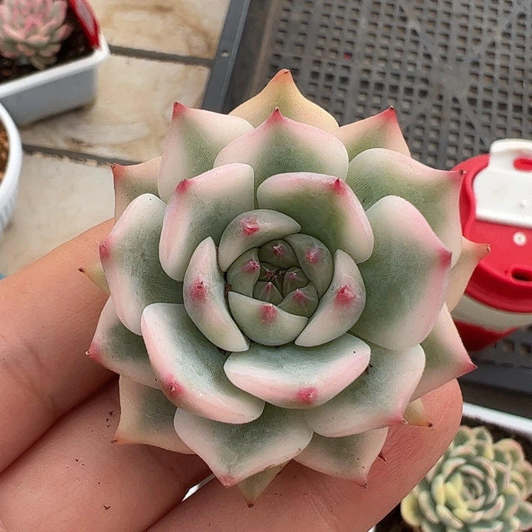 0045吉娃娃锦4.5cm多肉植物