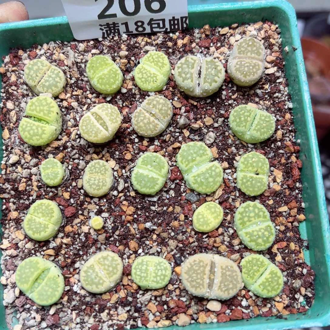 【闪购商品】 206.