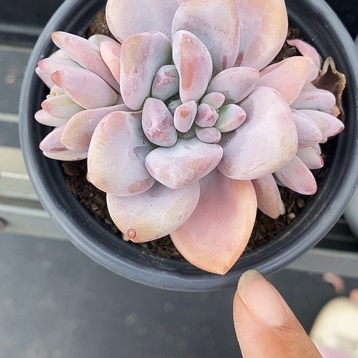 我**扬粉兔123445万件啦来看