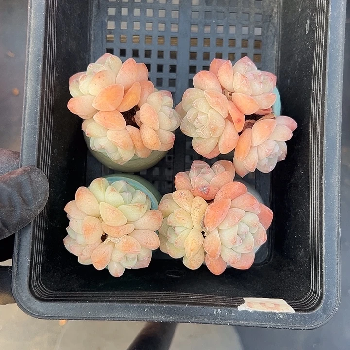 3282，四个三头咪你冰玉带盆发