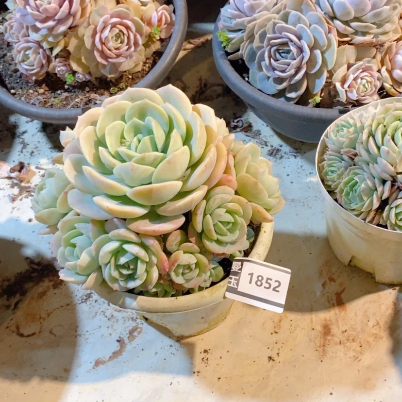 【闪购商品】小**子恋曲1852