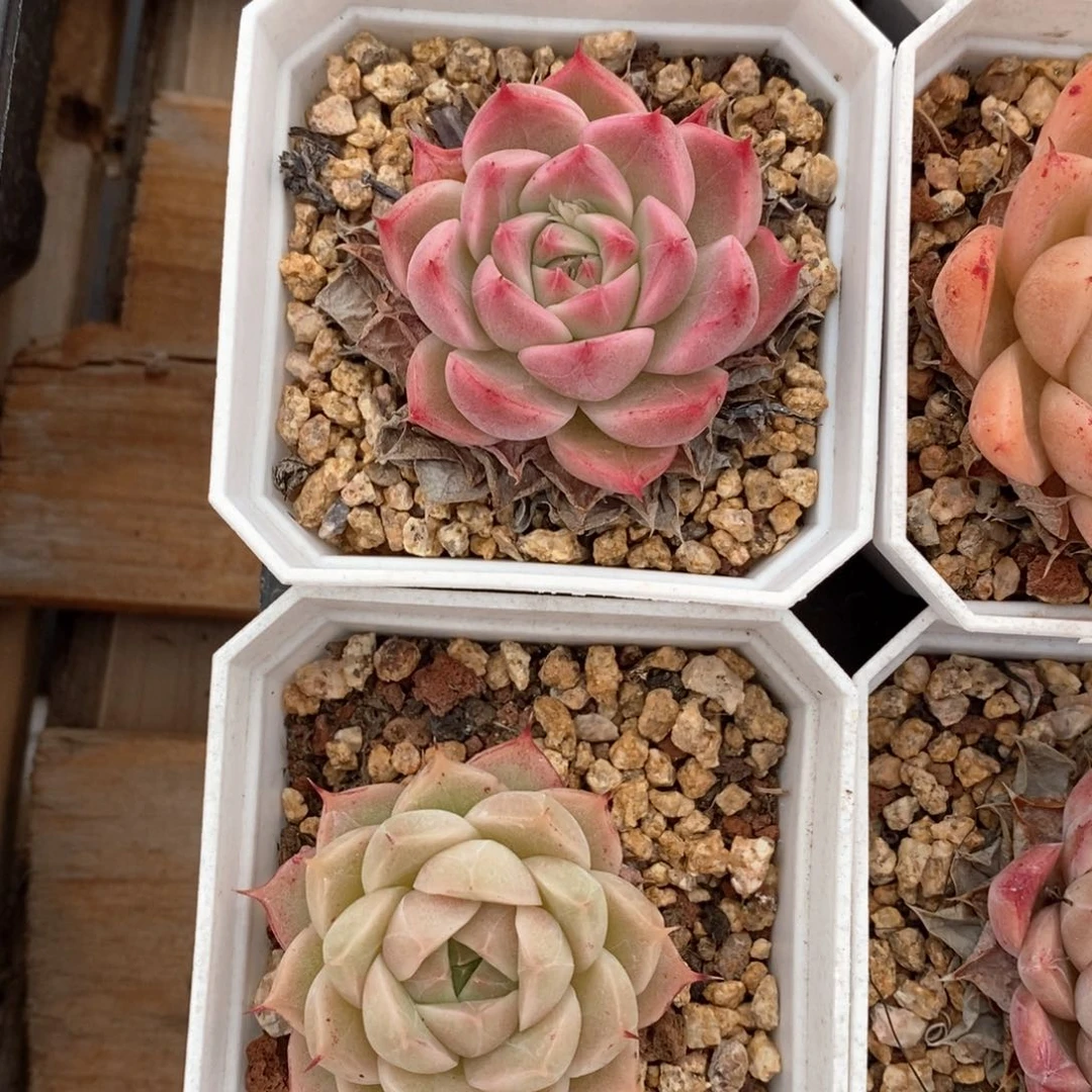 精品多肉一物一拍92