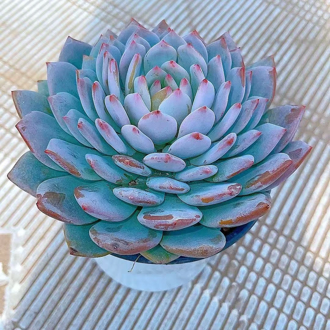 【星星橙】黄大锤多肉阳台露台植物栽种养护