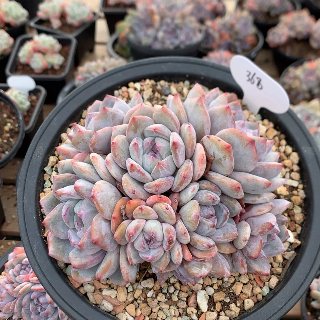 14.8厘米八头有砍石榴籽 潜力股 368