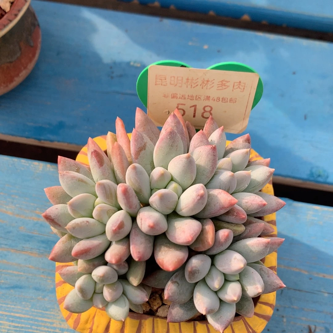 宽叶奶糖无砍开播福利518