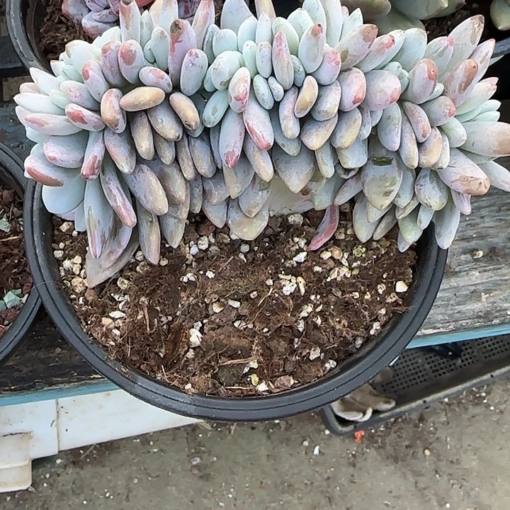 青蛙王子儿童牙膏套装11
