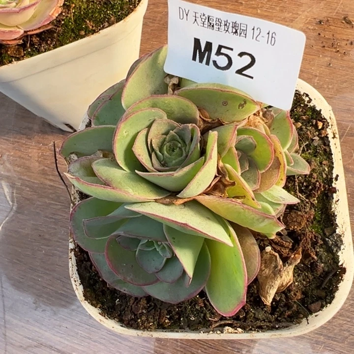 苗苗多肉开播福利特价52