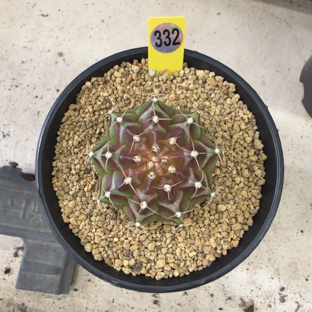 332号泰系实生轮回