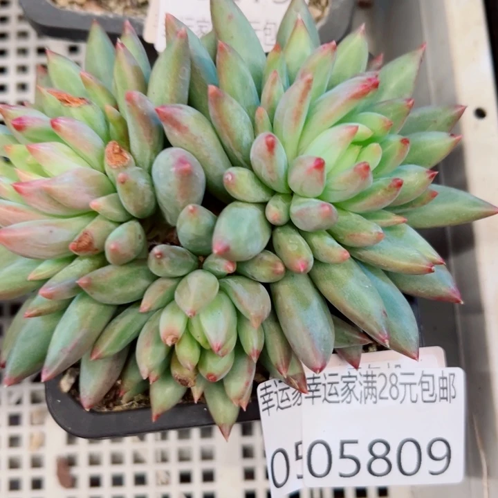 幸运的是我还在等着