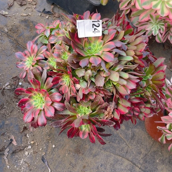 多肉安纳法师124