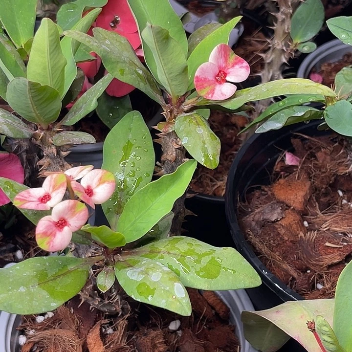 小*孒虎刺梅-金辉+b666