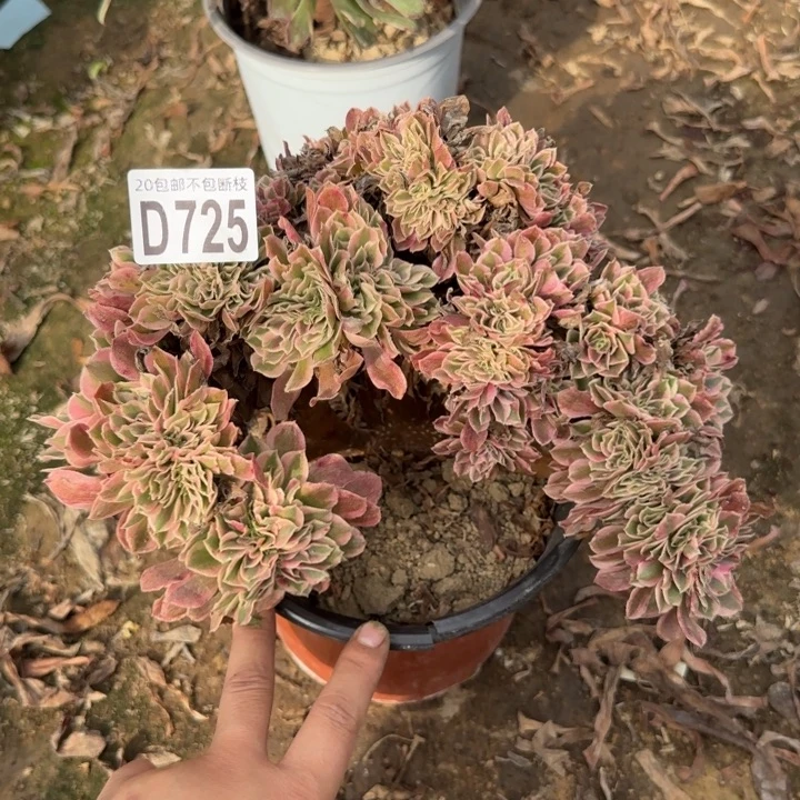 女郎缀……多肉植物……